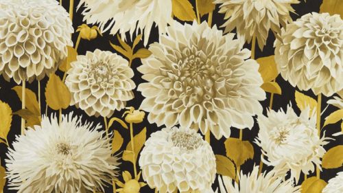 Dahlia  112846